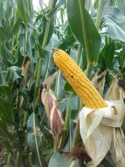 Kukurydza