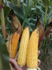Kukurydza