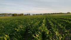 Pole kukurydzy