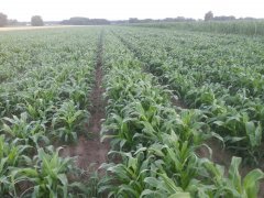 Sorgo