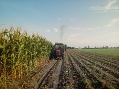 Zetor vs kukurydza 2017