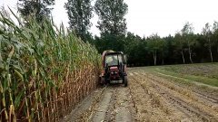 Zetor vs kukurydza 2017