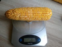 Ziarno F58 36% 20 ziaren w koło i 35 do góry w sumie 700