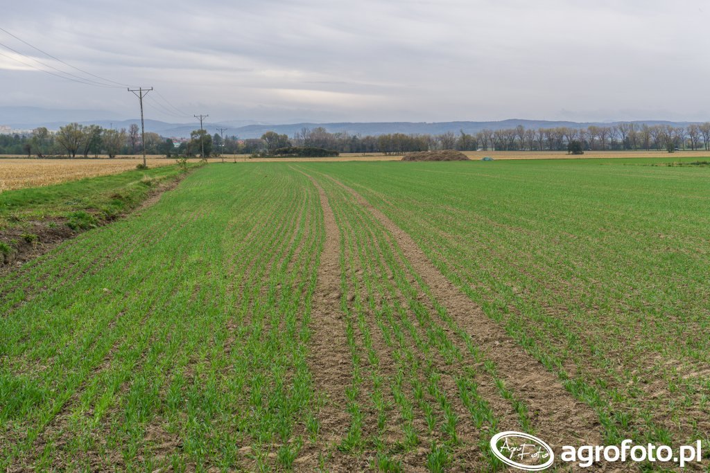 Jęczmień ozimy KWS Tenor - 21.10.2017