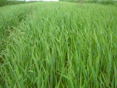 Jęczmień Jary Atico