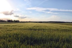 Jęczmień jary bordo - 10.06.2017