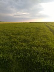 Jęczmień jary Ella.