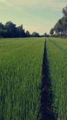 Jęczmień jary ella