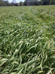 Jęczmień jary Eunova