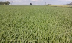 Jęczmień jary SHANNON