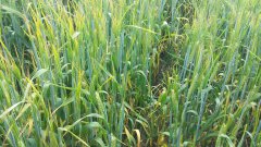 Jęczmień Jary SOLDO