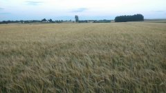 Jęczmień jary