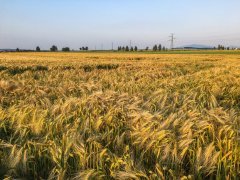 Jęczmień kws lomerit 24.06.2016