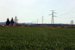 Jęczmień ozimy 12.04.2015