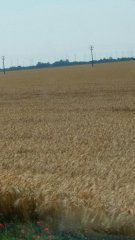 Jęczmień ozimy 2015