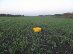 Jęczmień ozimy Antonella