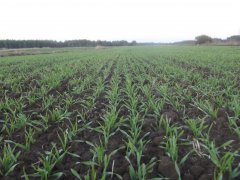 Jęczmień ozimy Antonella