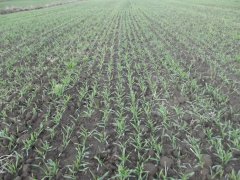 Jęczmień ozimy Antonella