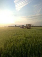 Jęczmien Ozimy Gloria