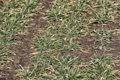 Jęczmień ozimy Heidi 04.03.2017