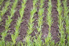 Jęczmien ozimy Heidi 09.10.2016