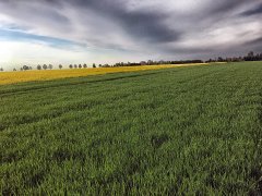 Jęczmień ozimy Heidi - 13.05.2017