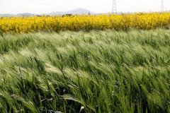 Jęczmień ozimy Heidi 21.05.2017