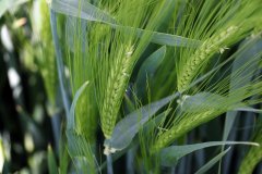 Jęczmień ozimy Heidi - 21.05.2017