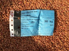 Jęczmien ozimy Heidi - 24.09.2016 - siew