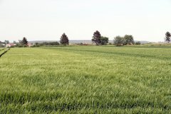 Jęczmień ozimy Heidi i Hyvido Mercurioo 21.05.2017