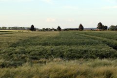 Jęczmień ozimy Heidi i Hyvidoo Mercurioo - 10.06.2017