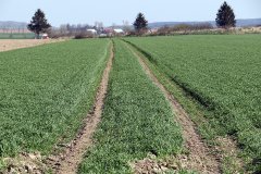 Jęczmień ozimy Heidi i Mercoorio 01.04.2017