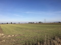 Jęczmień ozimy Heidi, Mercurioo, Wootan - 04.03.2017