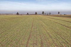 Jęczmień ozimy Heidi, Wootan i Mercurioo 04.03.2017