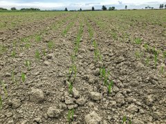 Jęczmień ozimy hybrydowy Mercurioo - 02.10.2016