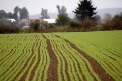 Jęczmien ozimy Hybrydowy Mercurioo 09.10.2016