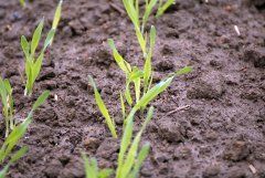 Jęczmien ozimy Hybrydowy Mercurioo 09.10.2016