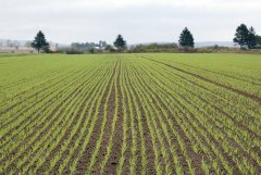 Jęczmien ozimy Hybrydowy Mercurioo 09.10.2016