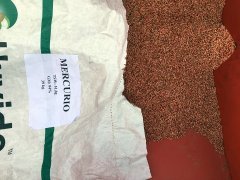 Jęczmien ozimy hybrydowy Mercurioo - 24.09.2016 - siew