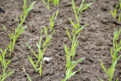 Jęczmien ozimy Hybrydowy Wootan 09.10.2016