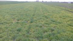 Jęczmień ozimy hybrydowy zzoom