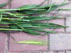 Jęczmień ozimy Hyvido Mercurio 13.05.2017