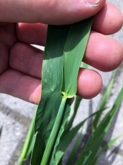 Jęczmień ozimy Hyvido Mercurio 13.05.2017