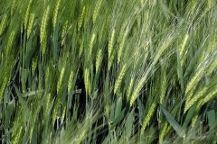 Jęczmień ozimy Hyvido Wootan - 21.05.2017