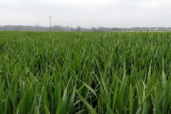 Jęczmień ozimy Hyvido Wootan F1 6.5.2017