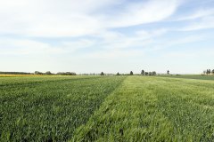 Jęczmień ozimy Hyvido Wootan i Heidi 21.05.2017