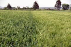 Jęczmień ozimy Hyvido Wootan i Heidi 21.05.2017