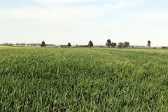 Jęczmień ozimy Hyvido Wootan i Mercurioo - 21.05.2017