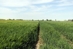 Jęczmień ozimy Hyvido Wootan i Mercurioo - 21.05.2017