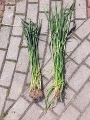 Jęczmień ozimy Hyvido Wootan i Pszenica ozima Arkadia 13.05.2017